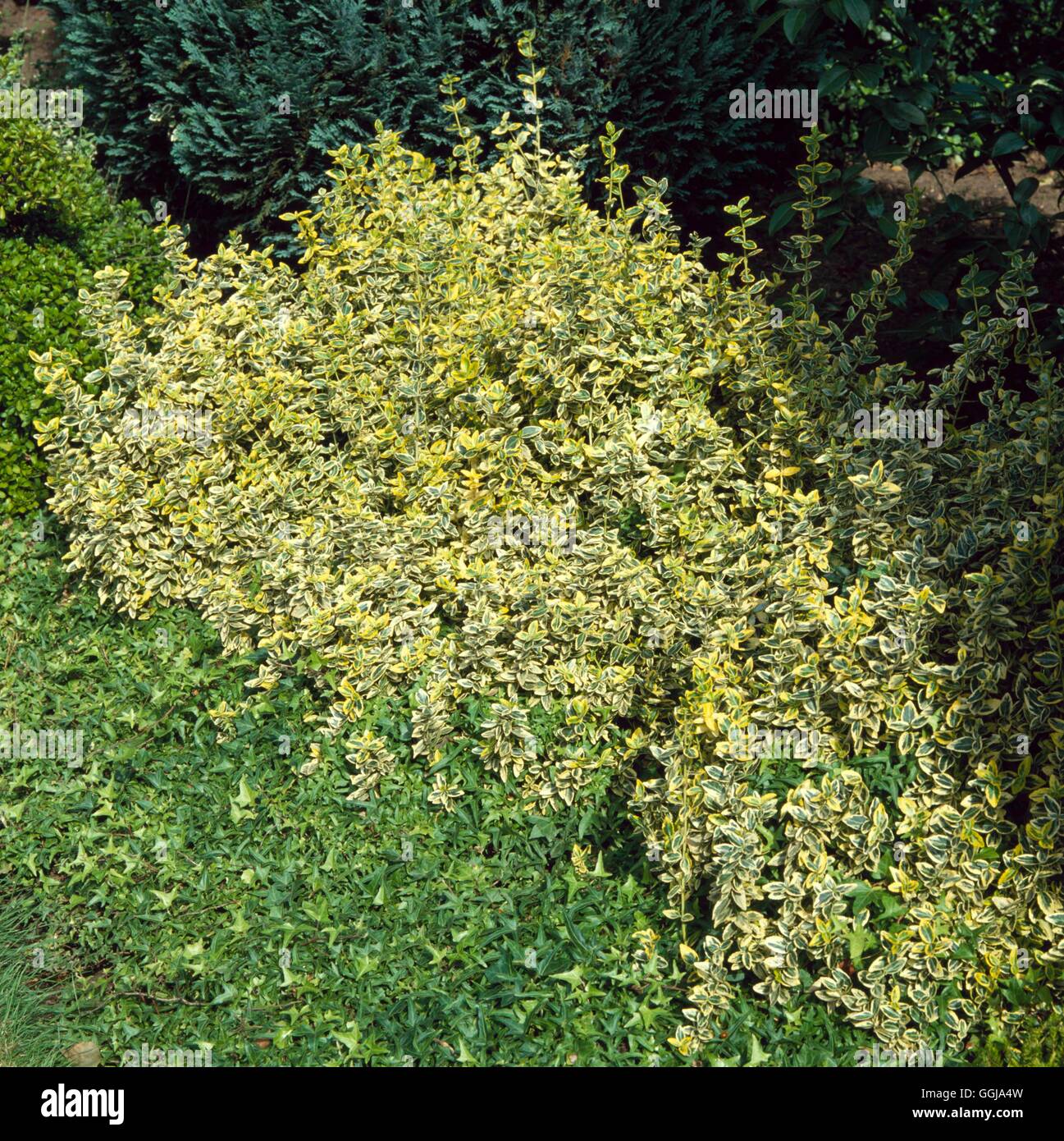 Ground Cover - of Euonymus fortunei `Emerald `n' Gold' and Hedera   GDC049634     Photos Horticultur Stock Photo